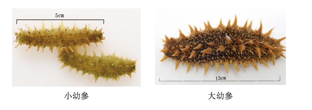 海参养殖上市公司,山东省安源海参育苗
