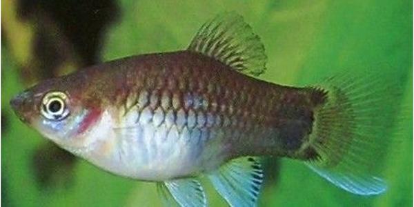 玛丽月光鱼怎么生崽,黑尾月光米奇鱼