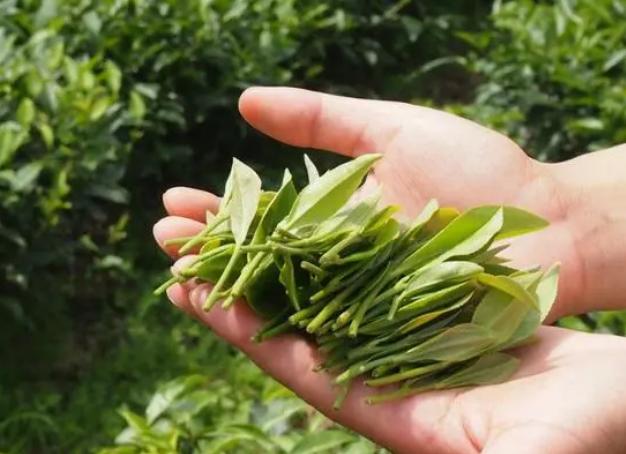 3000一斤的茶叶算什么档次,什么茶便宜适合做口粮茶