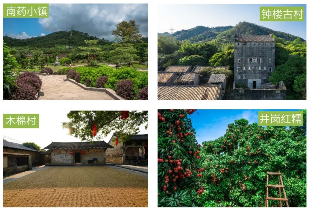 广州从化荔枝节,从化荔枝节什么时候开始举行