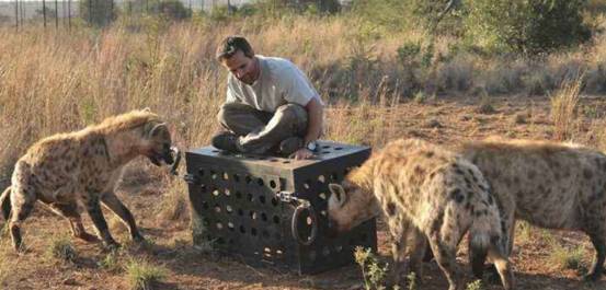 非洲爆发“人狗大战”，斑鬣狗组团袭击人类，为什么要报复我们？