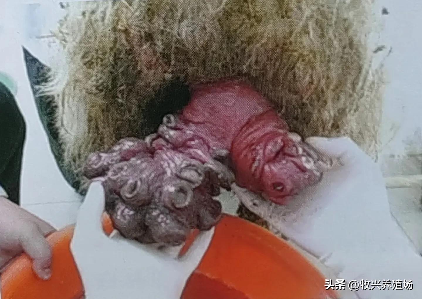 母羊产前脱阴怎么处理,母羊产仔怎么处理