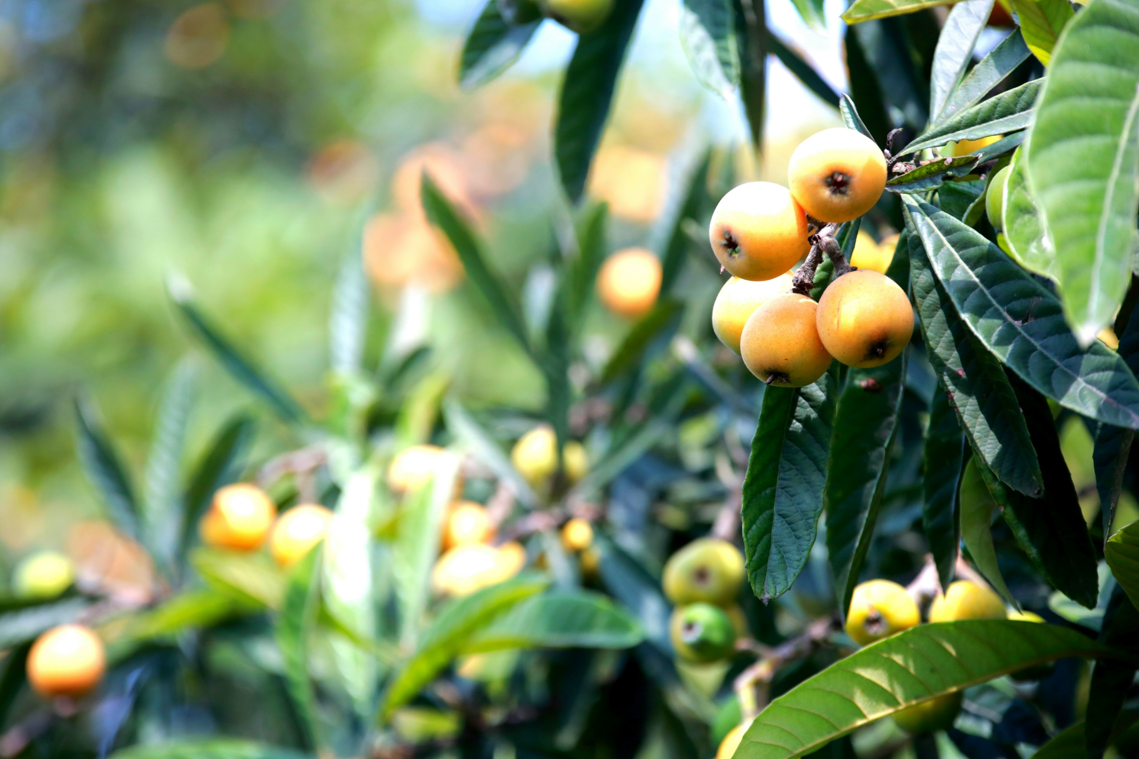 夏天吃哪些既清凉又健康水果,夏天到了这4种水果可多吃消暑