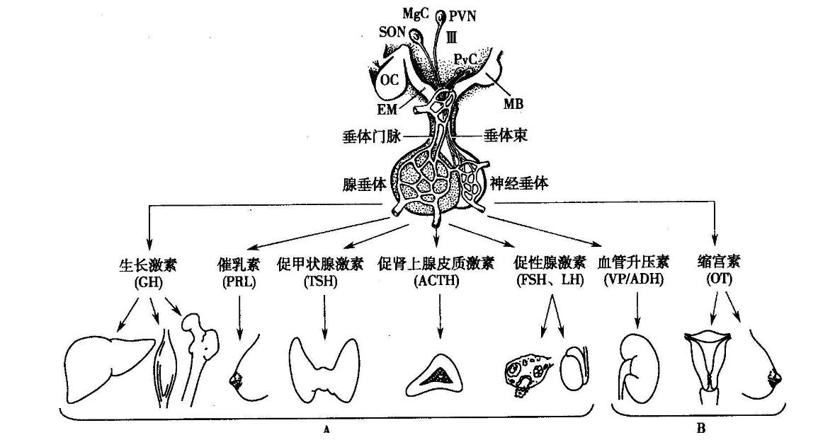 男女之间的生理冷知识,100个生活趣味冷知识