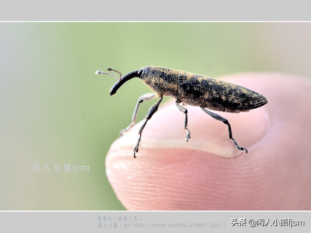近距离拍摄昆虫小动物,常见昆虫微距摄影活动