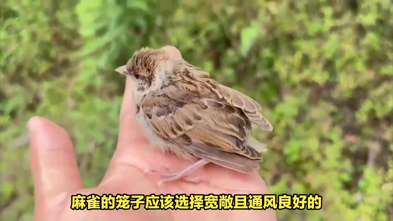 麻雀的日常饮食与清洁护理，如何预防疾病