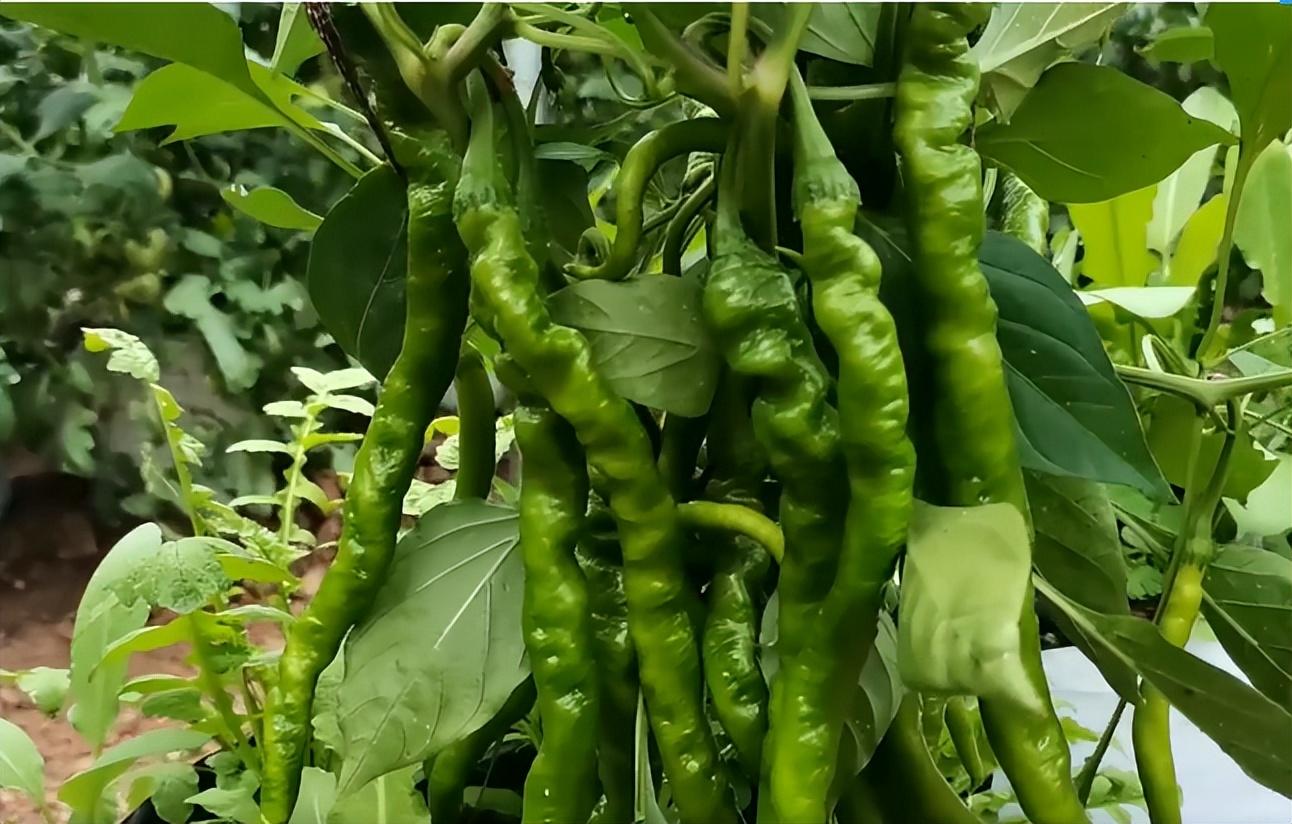 影响辣椒高产栽培的原因及对策,种植辣椒没施底肥怎样补救