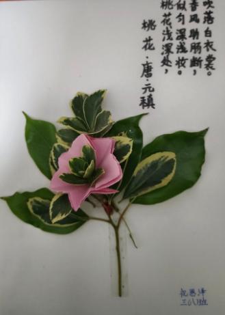 特别的低碳礼物送给最可爱的你，武昌学子祝你新年平安快乐！