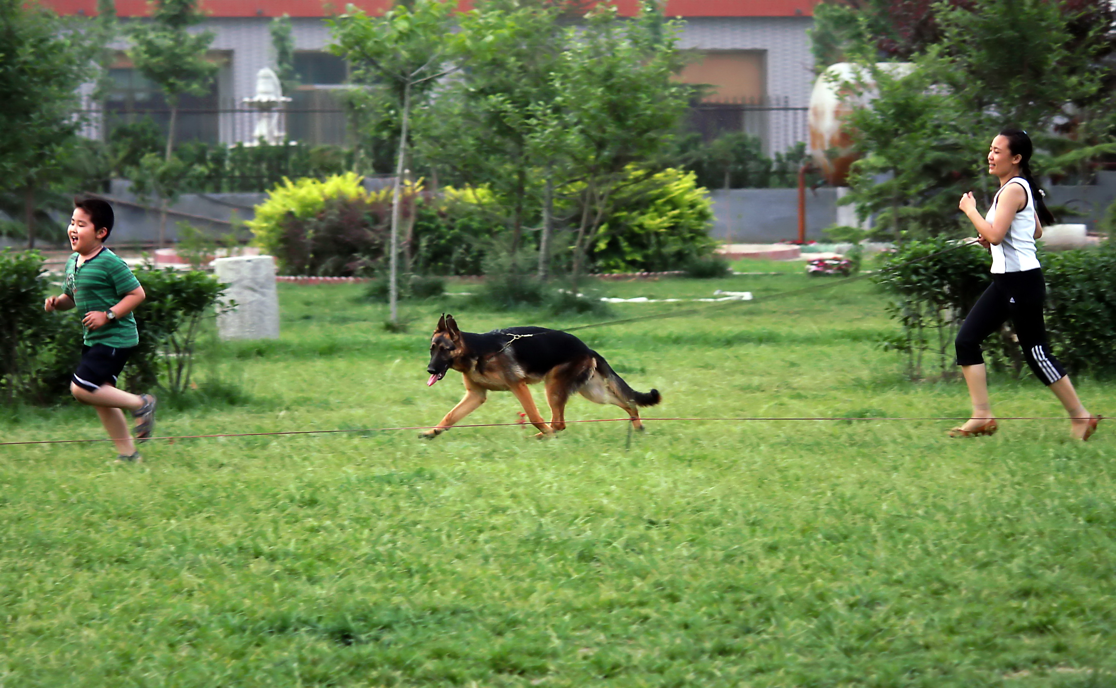 德牧养殖技术书籍大全,德牧饲养攻略