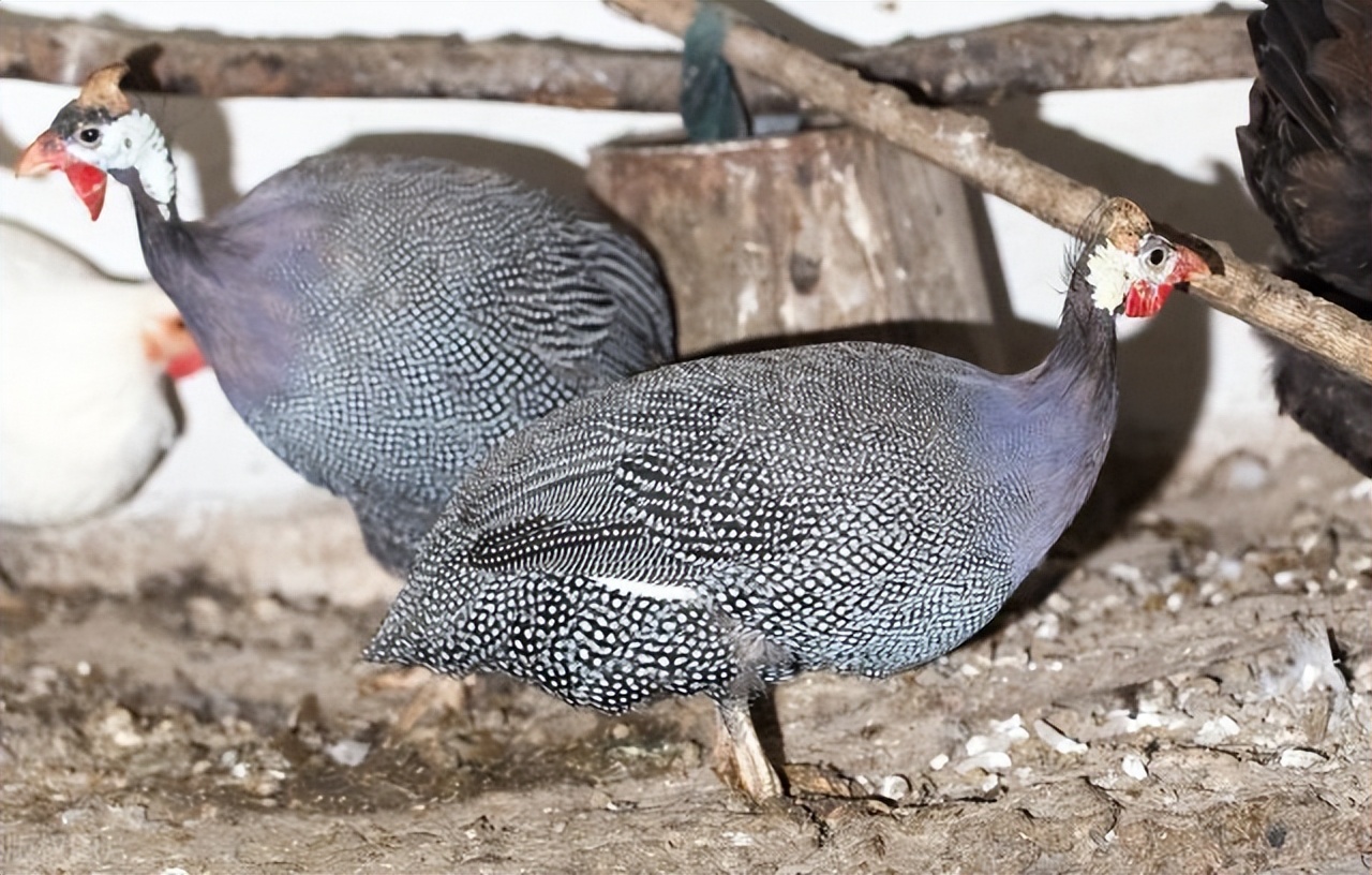 珍珠鸡育雏需要什么条件,育雏珍珠鸡怎么分公母