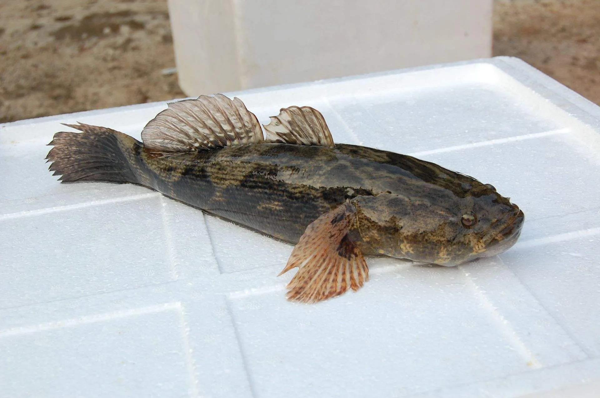 鱼类食材大全名称图片,鱼类菜谱大全100种