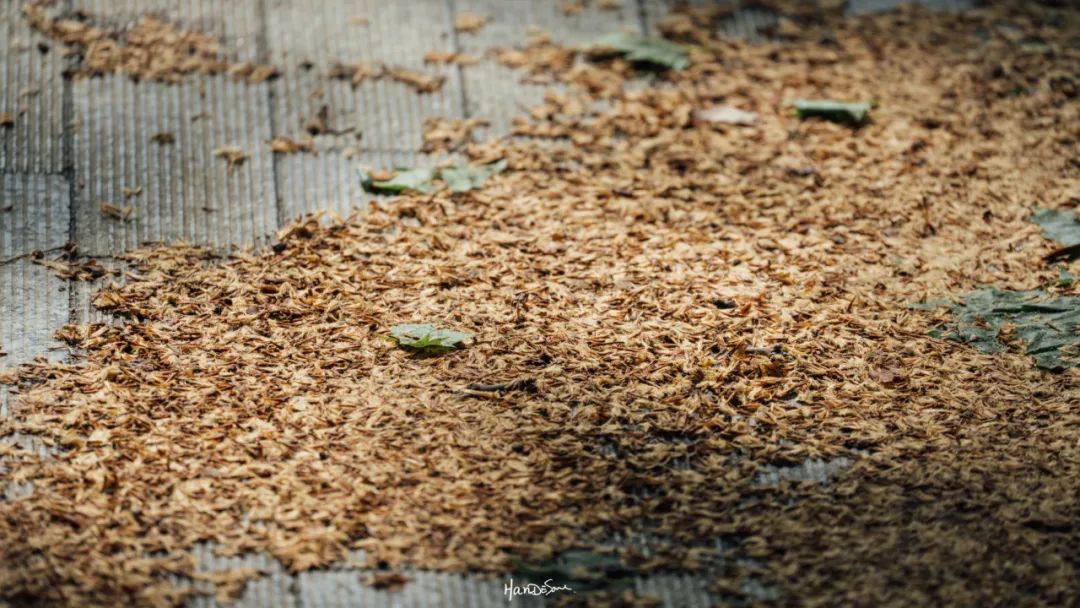 梧桐絮和石楠花,极限二选一
