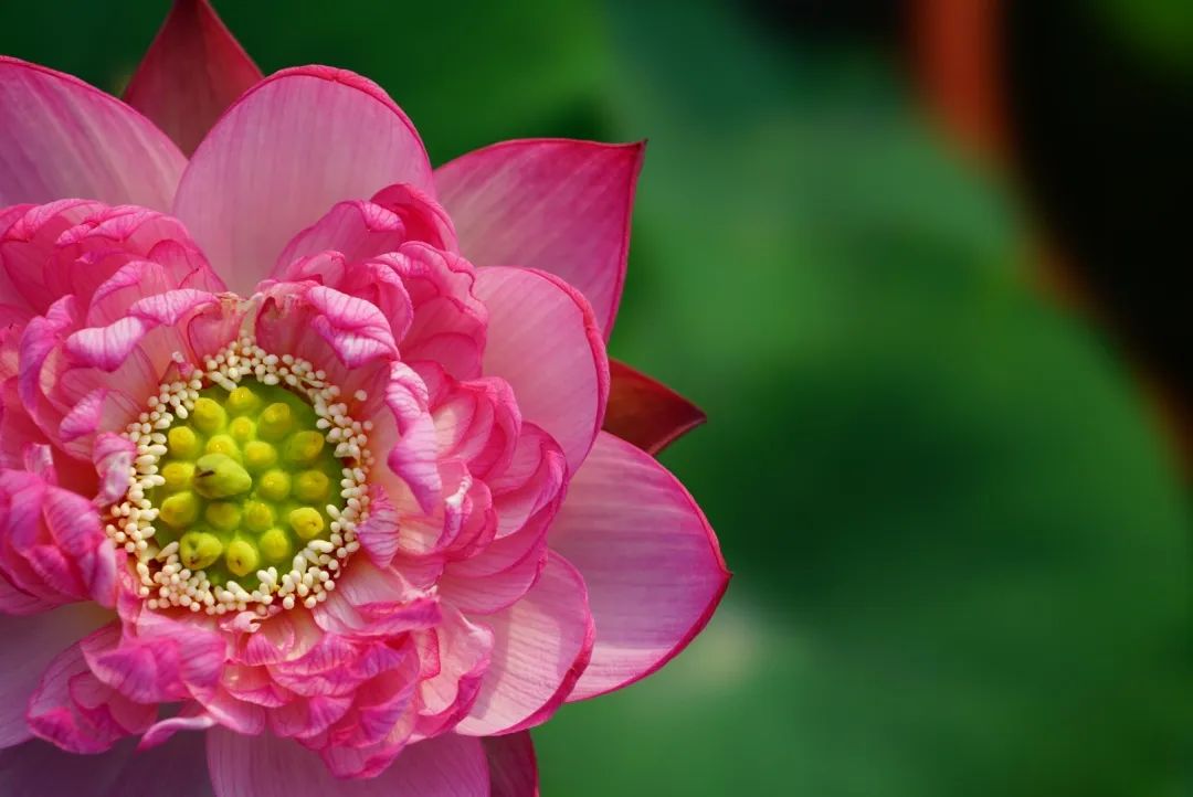 绝美的荷花品种大全图集,超好看荷花品种大型荷花