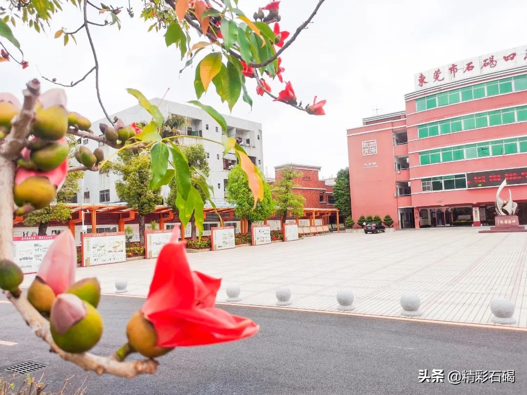 閫夋嫨灏忔槑鏄熸垚灏卞ぇ鏈潵,鐭崇ⅲ鍥涙捣瀛︽牎鍜屾枃鏅栧摢涓ソ