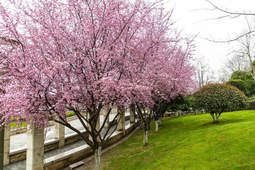 春暖花开时正是游湖赏花季,千岛湖四月赏花季节