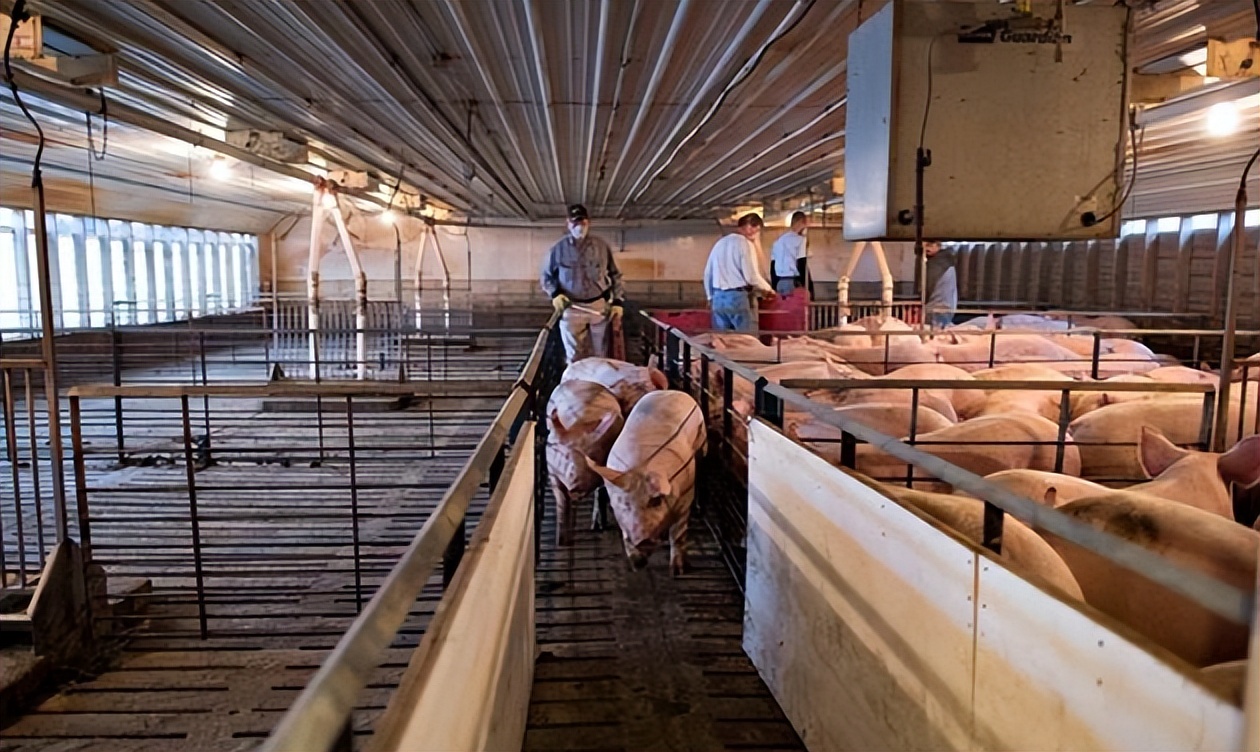 饲料价跌了养猪挣钱吗,饲料养殖利润怎么算