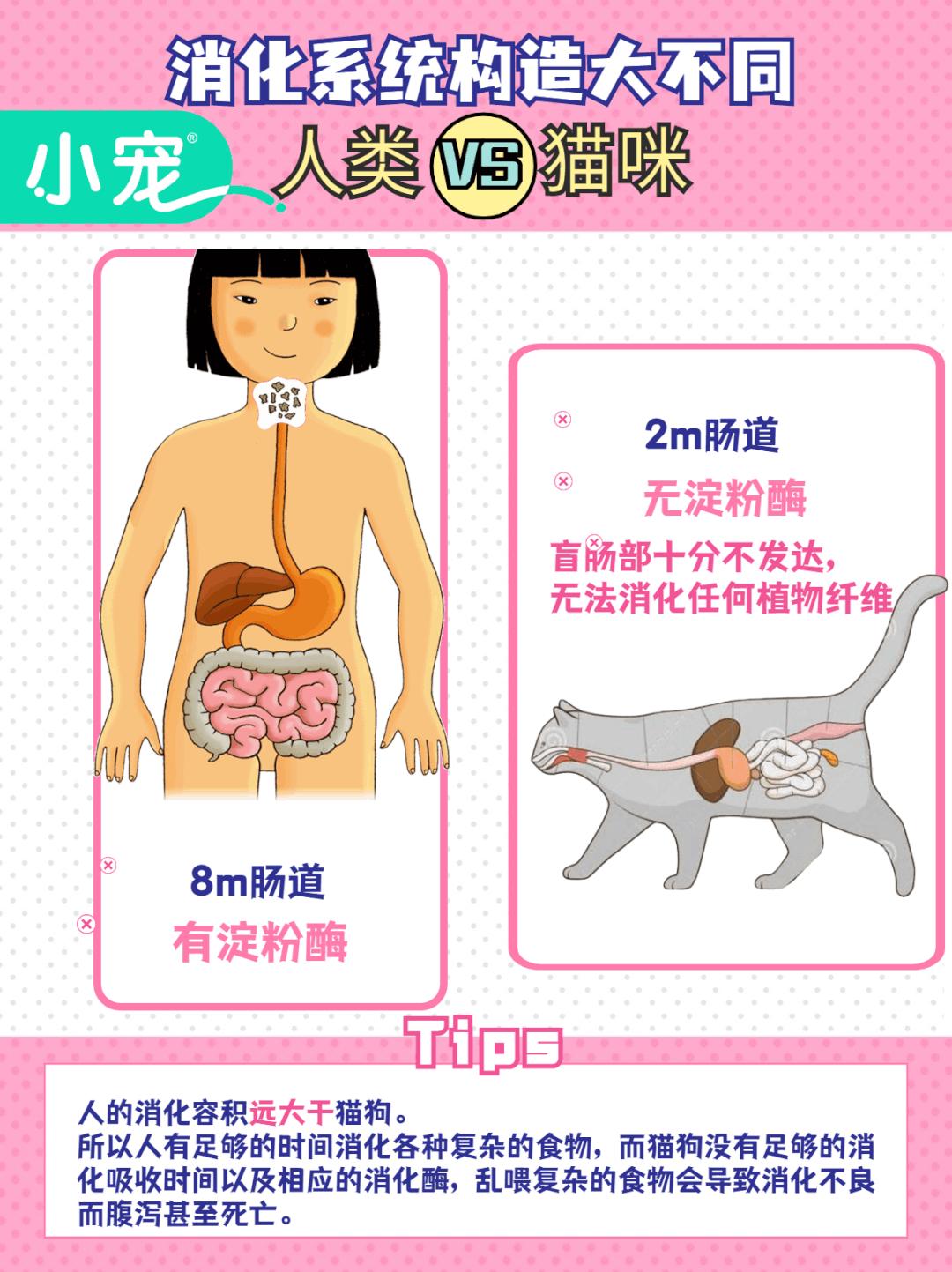 新手常见的害猫行为,养猫注意预防哪些疾病