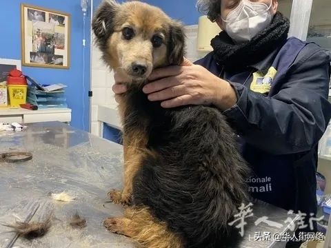 宠物遗弃的例子有哪些,法国遗弃宠物最高将可判三年