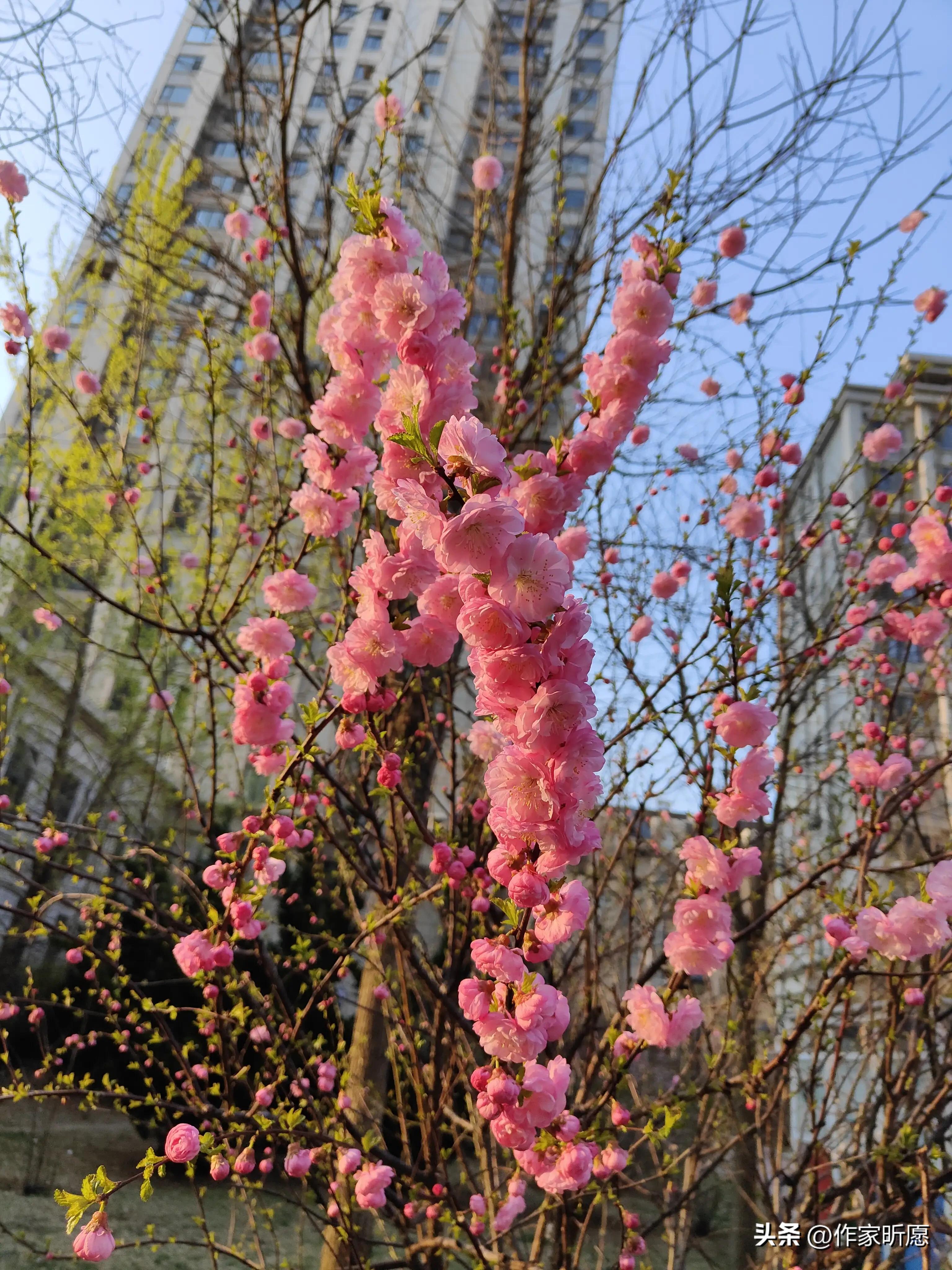 尚品天城小区的大管家文/贺东梅