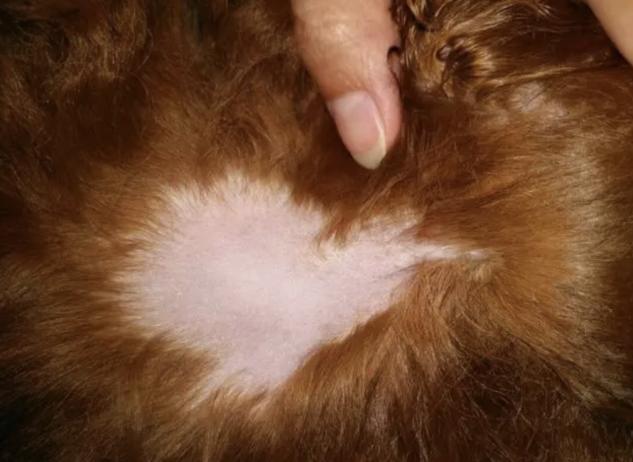 狗狗脱毛了长不出来毛了怎么办,狗狗脱毛如何治疗