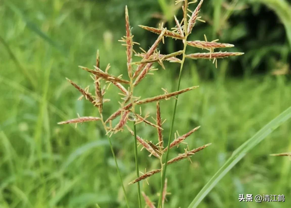怎样解决除草剂对树的危害,十大恶性杂草除草方案