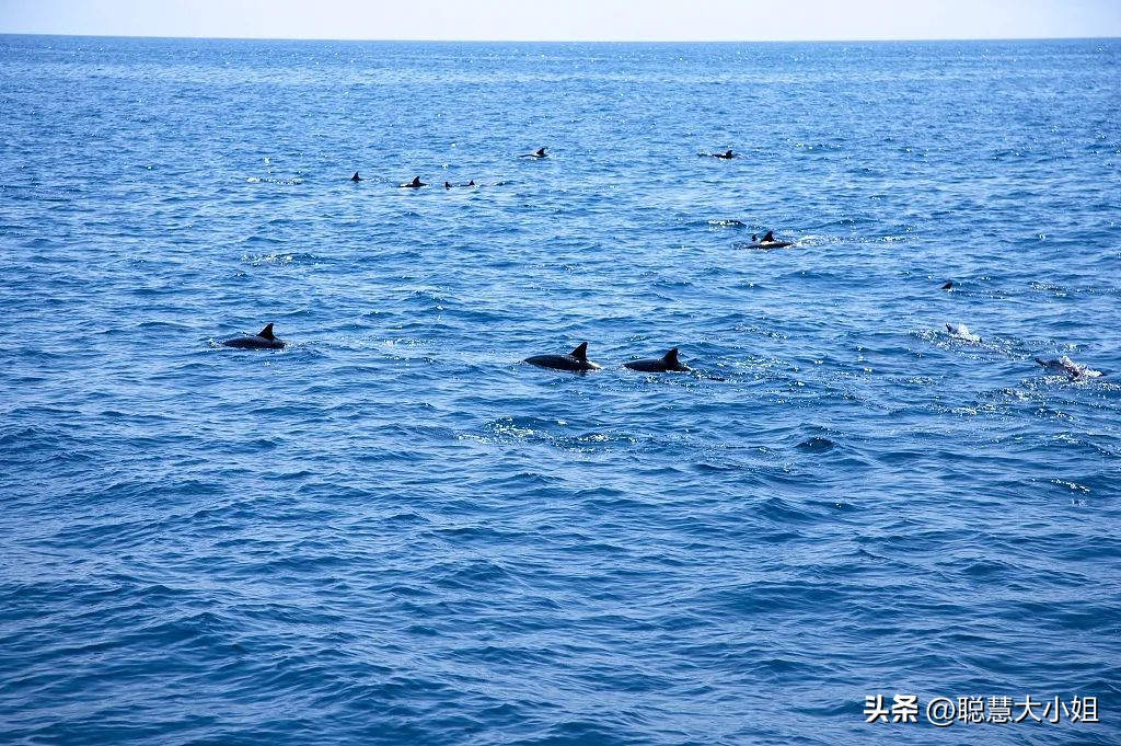 台湾电影和艋舺差不多的,宜兰鲸豚