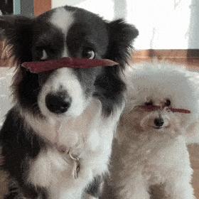 边牧为什么弃养率那么高,被弃养的边牧到新家怎么处理