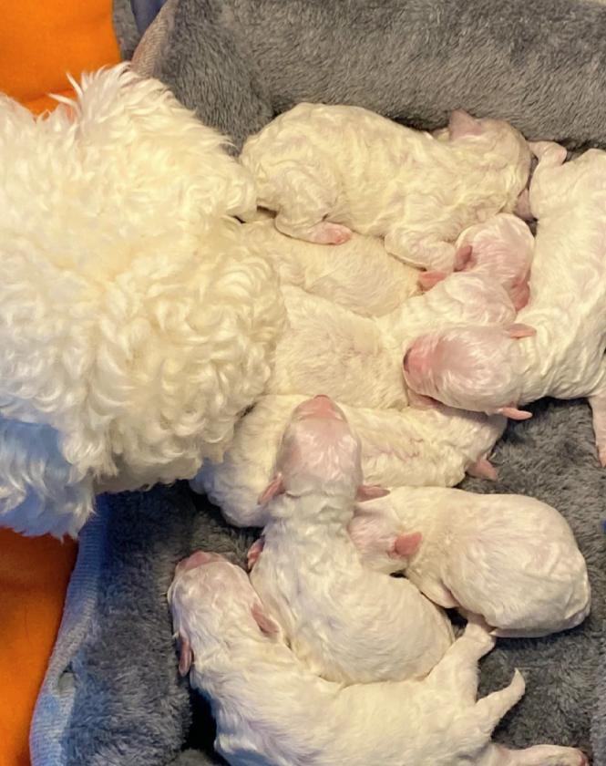 两个多月的比熊关围栏里养好吗,比熊1-12个月喂养方法