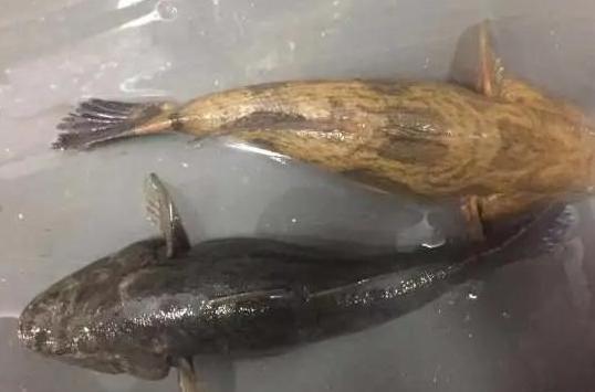 80亩水塘养鱼一年能挣多少钱,老汉养鱼年入千万