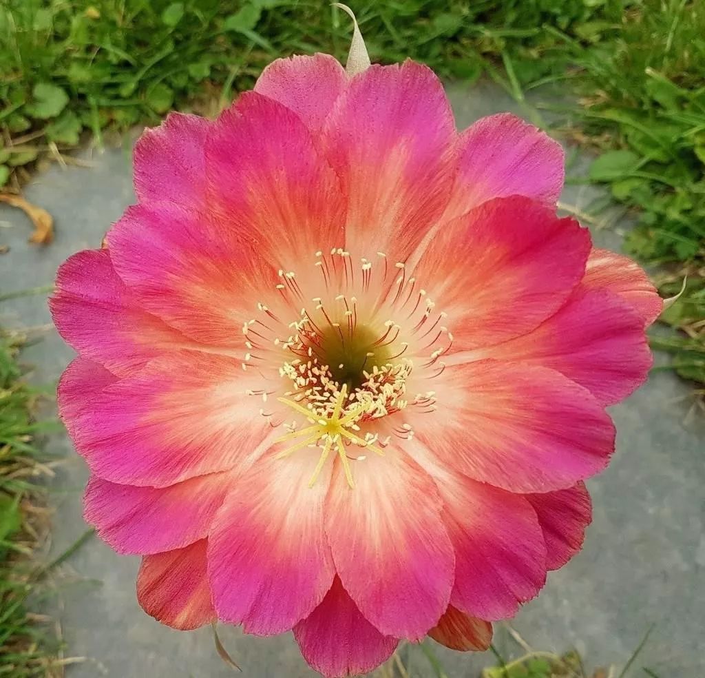 200种·仙人球开花图鉴，大开眼界，美到爆