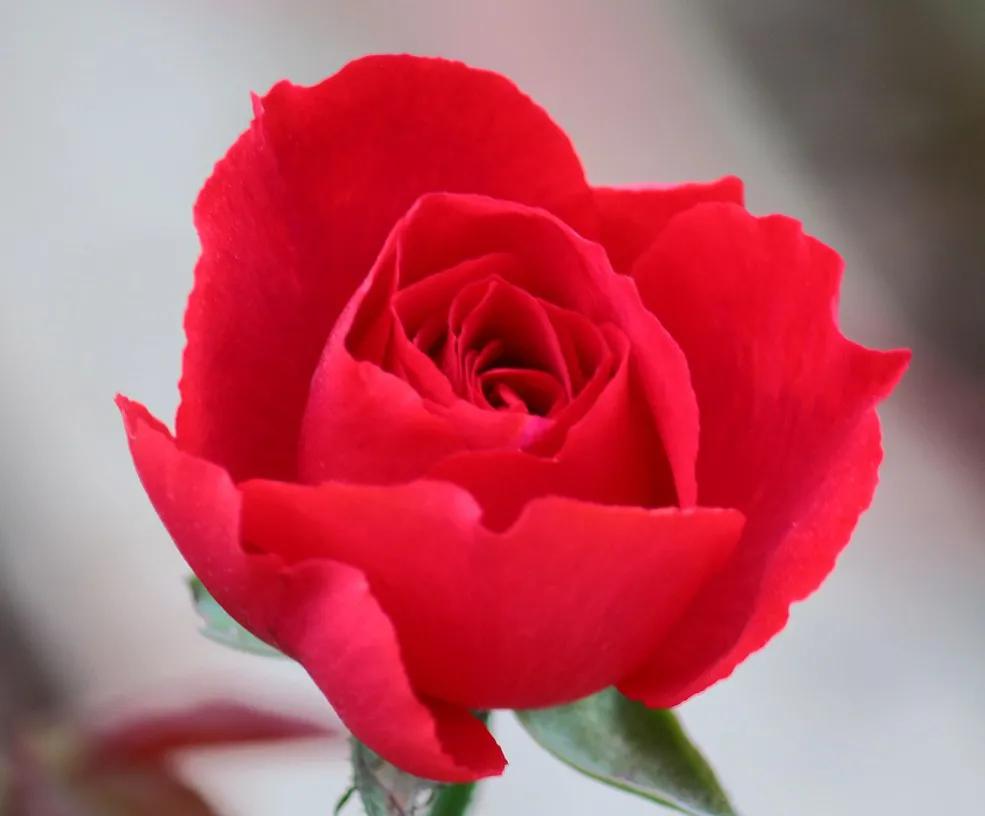 玫瑰花绝美头像,绝美玫瑰花图片