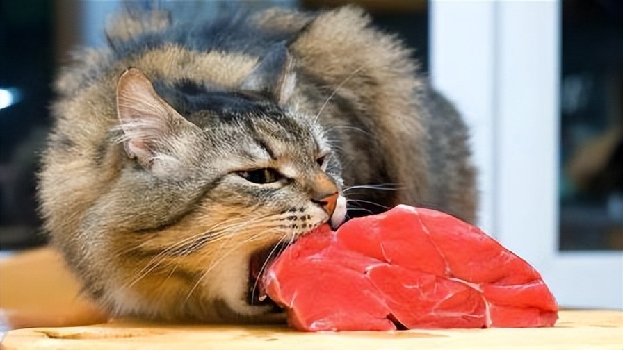 猫咪偷吃了人类的食物会怎么样,猫咪肠胃不舒服吃什么食物比较好