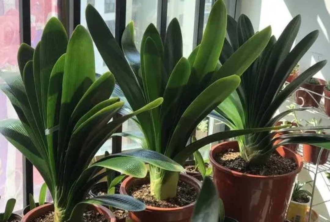 君子兰换盆注意事项及管理,在给君子兰换盆时你的方法正确吗