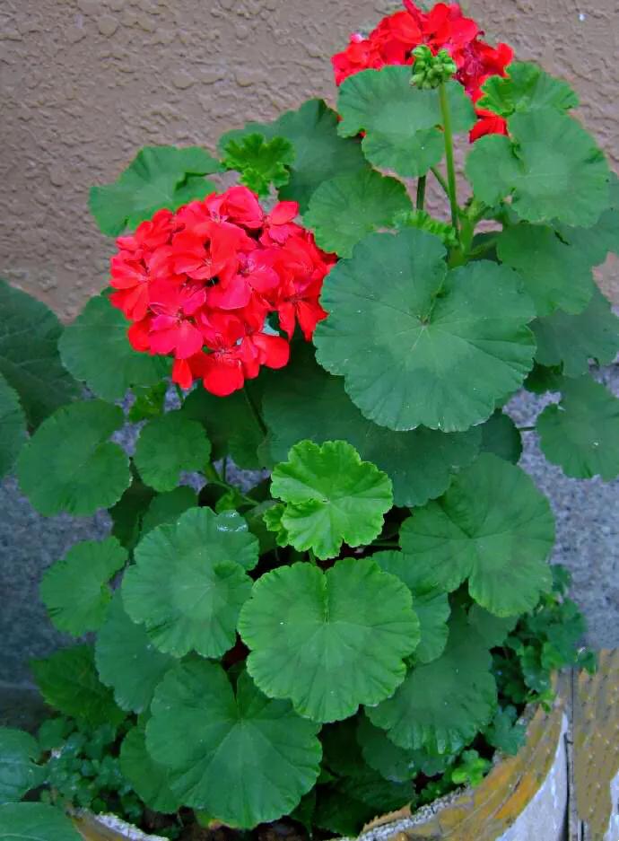 适合春季赏花的花,视觉盛宴五种赏花名花供您选择