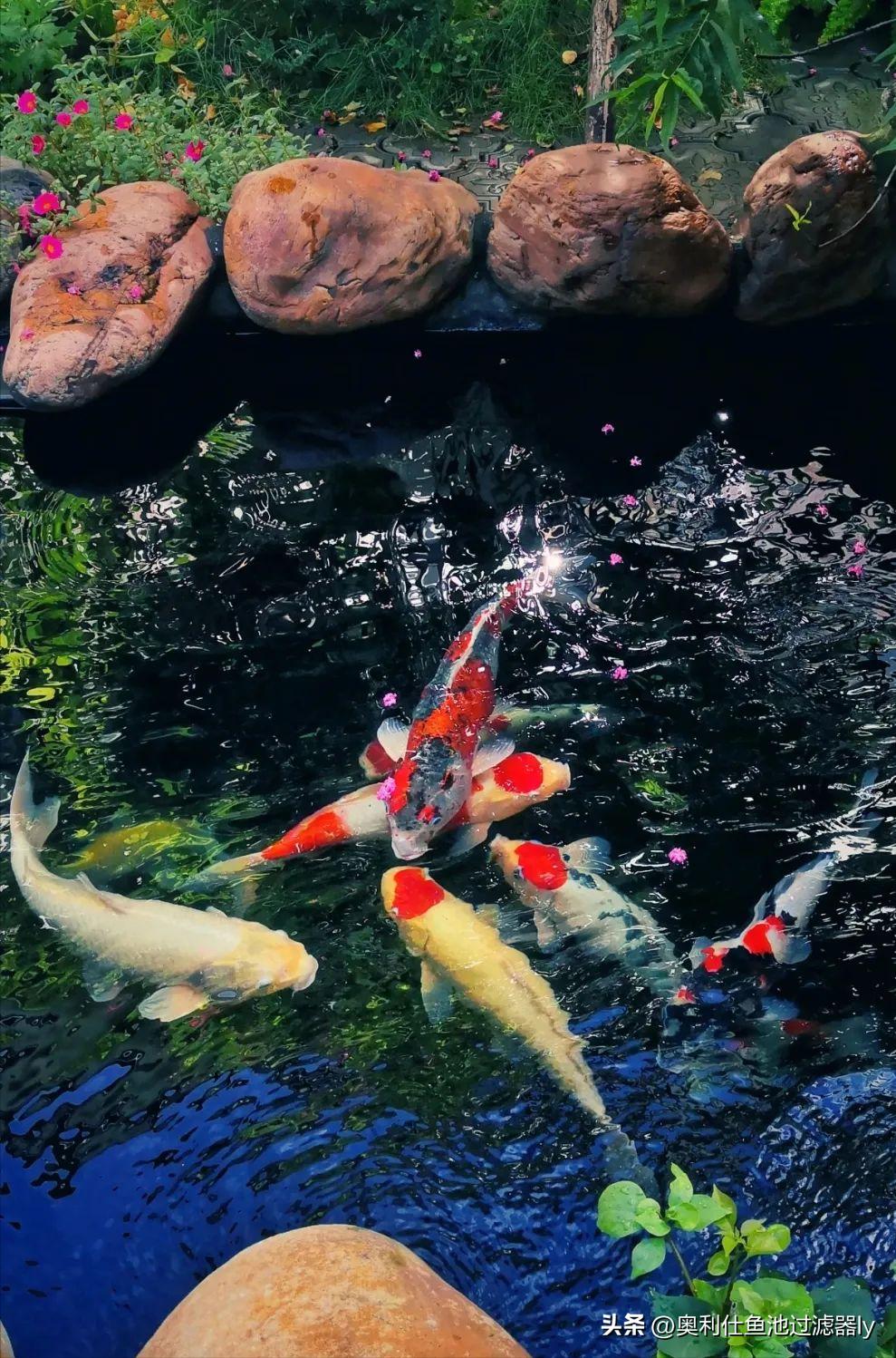 锦鲤鱼池养护价格,春季如何养护锦鲤鱼池中的绿藻