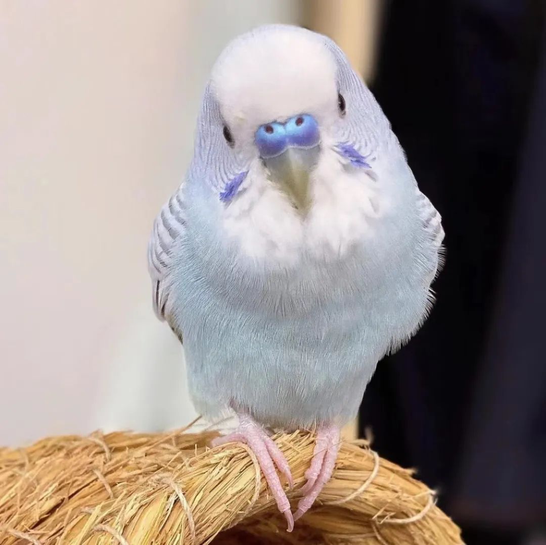 适合孩子室内养的小宠物,适合小空间养的小型宠物