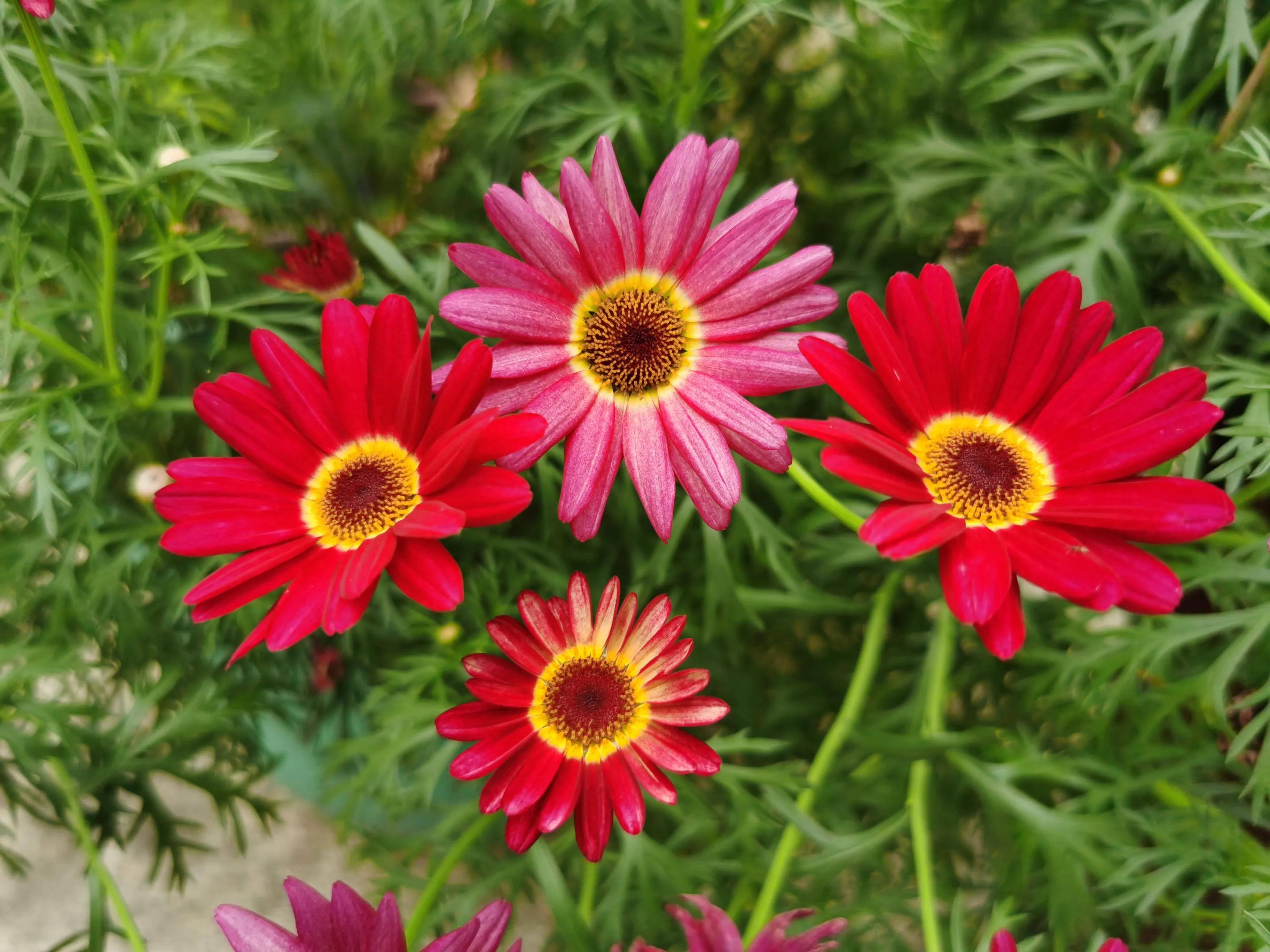 赏花旅游种什么花,春季去公园踏青上百种花让人眼花