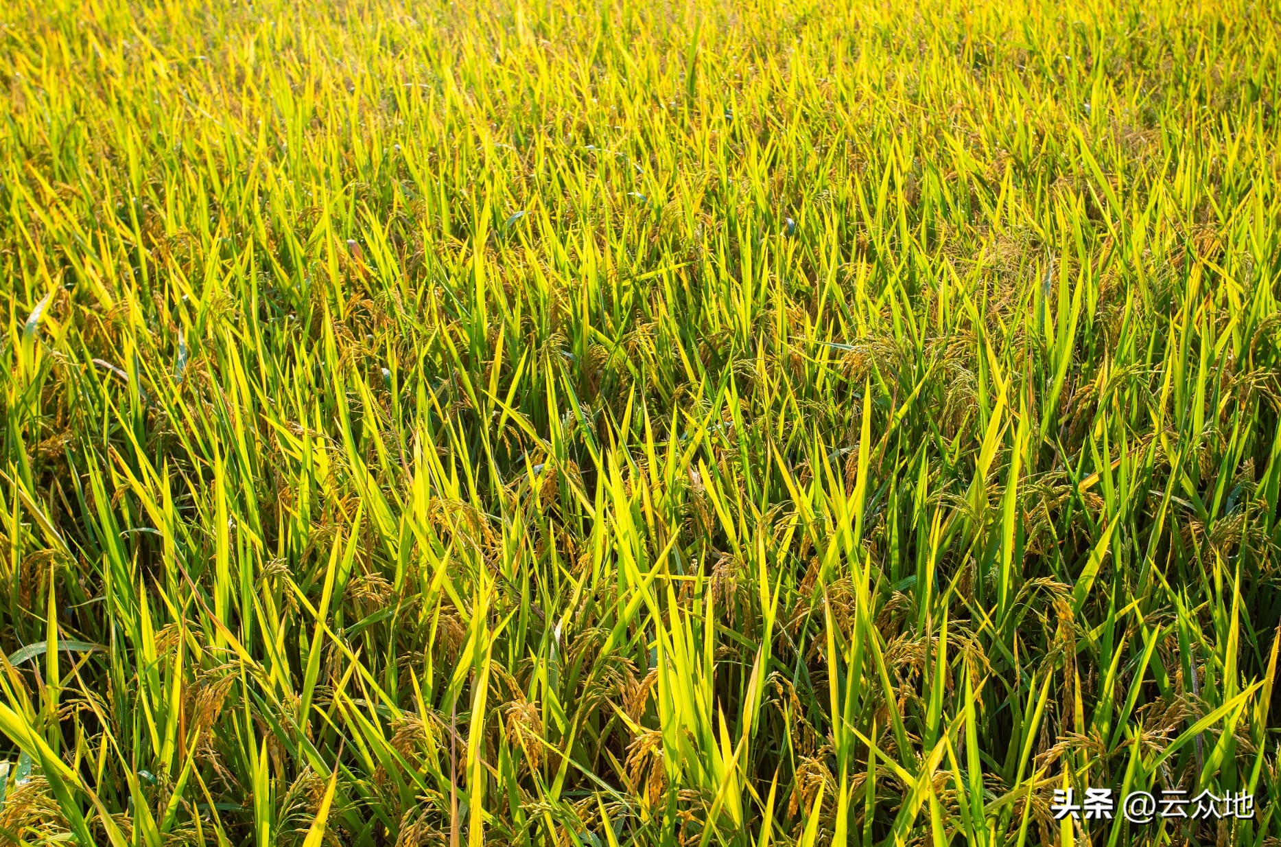 早稻产量喜人,今年早稻产量高还是晚稻产量高