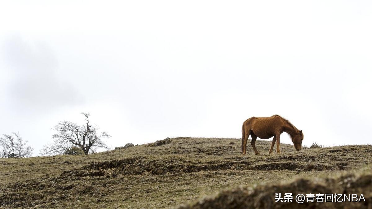 天净沙秋思马致远秋思的意思,天净沙秋思马致远哪里人