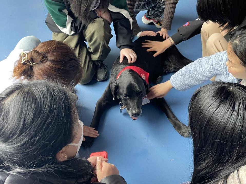 狗狗在成都可持证当医生,狗狗医师