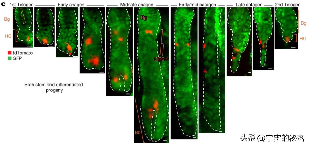 黑奥秘真的让白发变黑吗,白发变黑黑科技