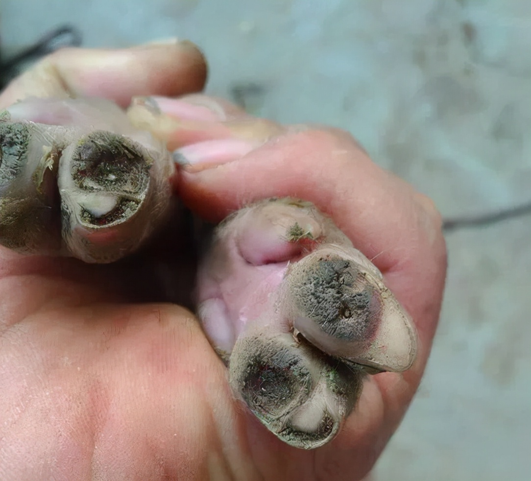 怀孕母猪蹄裂是怎么回事,母猪蹄裂的原因及防治方法