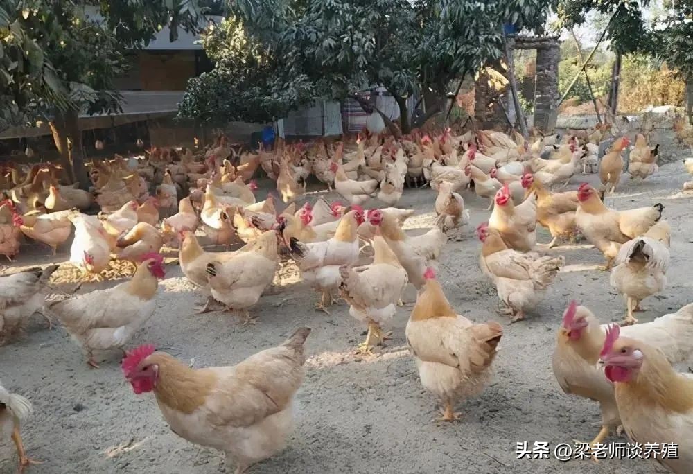 养殖鸡鸭鹅需要注意哪些,鸡鸭鹅养哪种风险小