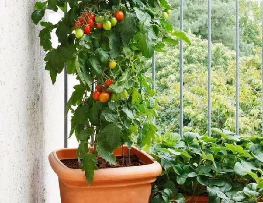 12月家里供暖足，搁阳台养西红柿，埋点肥冬天猛窜个，呼呼结果
