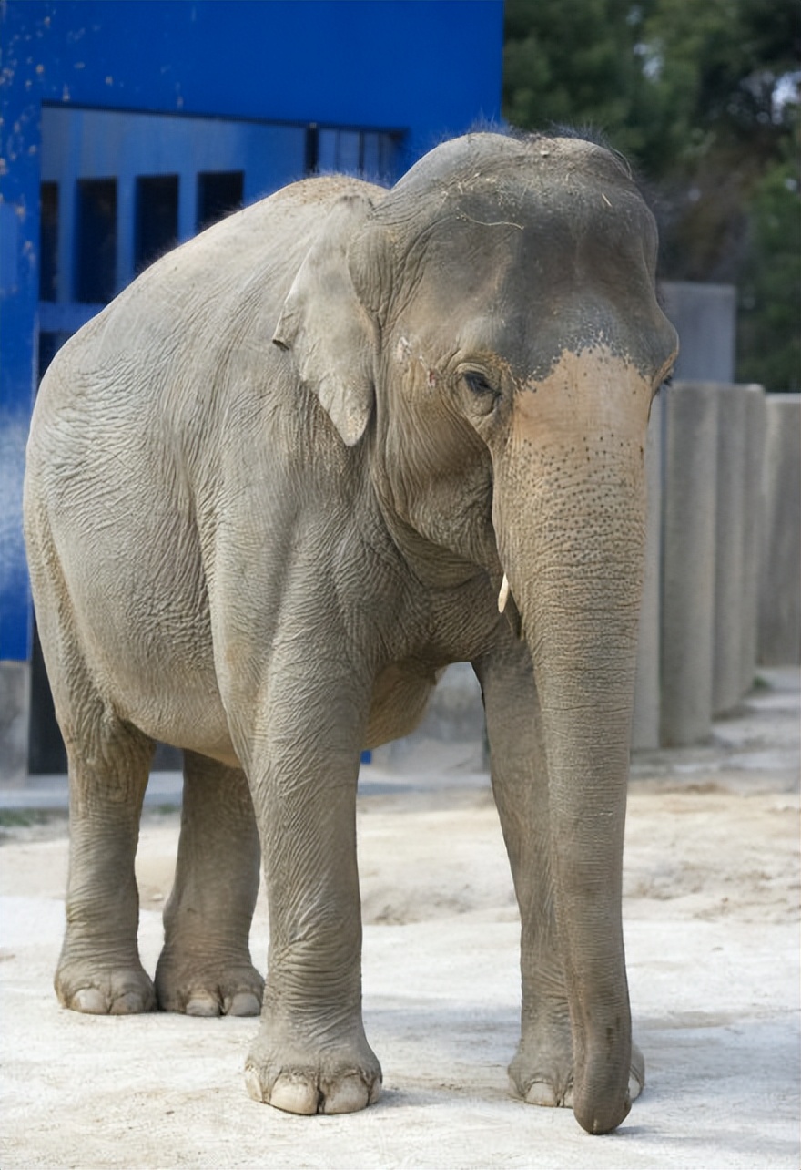 2007年野生大熊猫数量3000只,目前野外现存大熊猫多少只