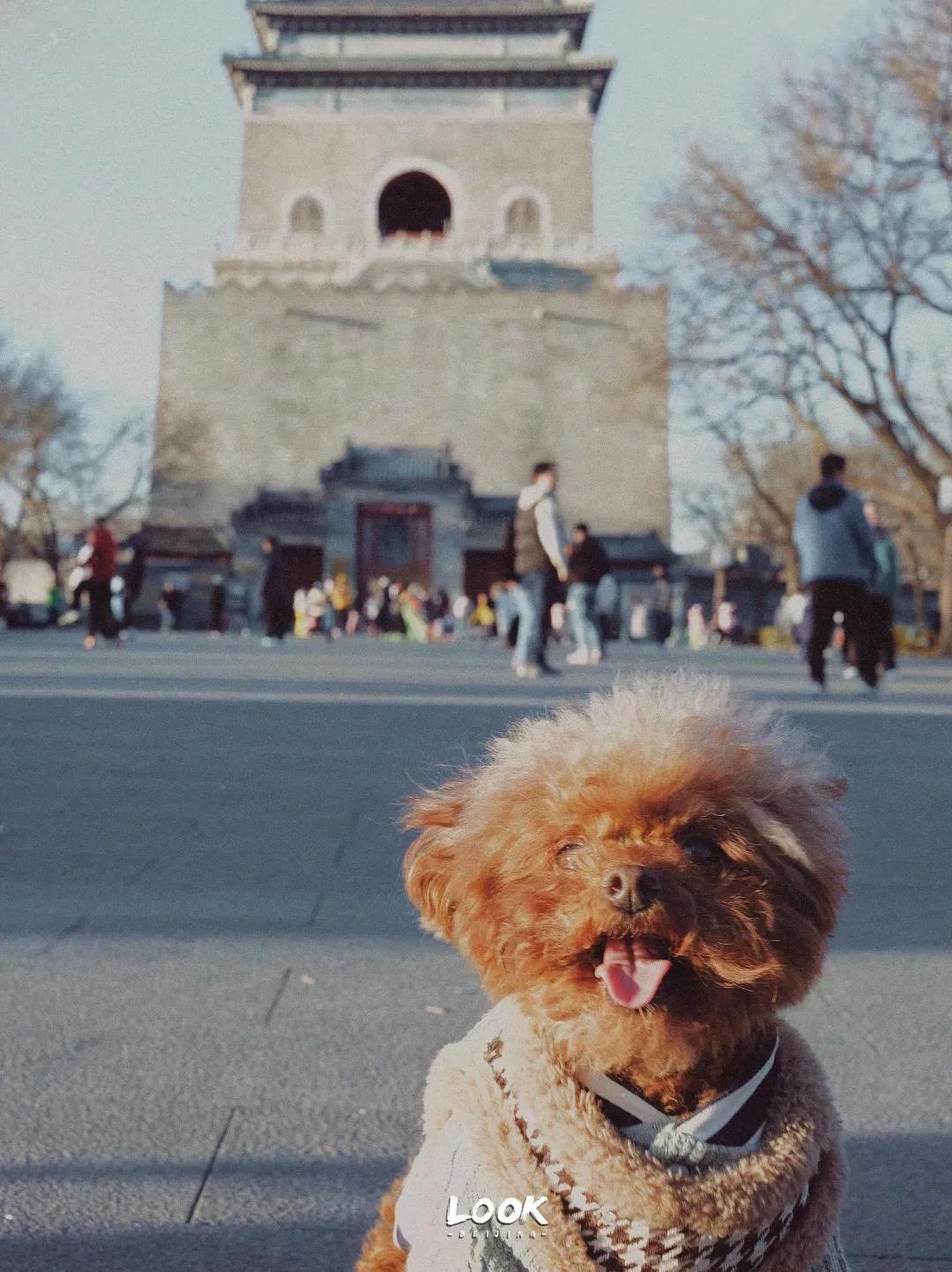 宠物和春天都不可以辜负！北京这6家宠物友好店，随时都能带着自家“毛孩子”去玩