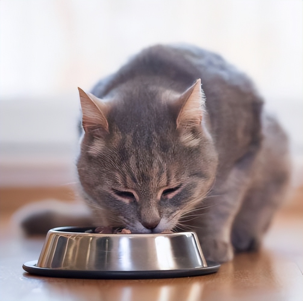 猫咪频繁呕吐的原因及解决方法,猫咪呕吐的几种原因及治疗方法