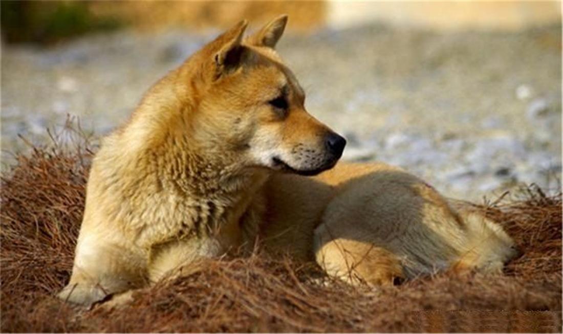 土狗自驾川藏线上,川藏游被狗追