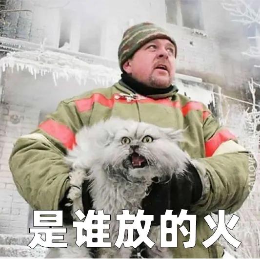 瑞士猫和俄罗斯猫,俄罗斯猫西伯利亚猫