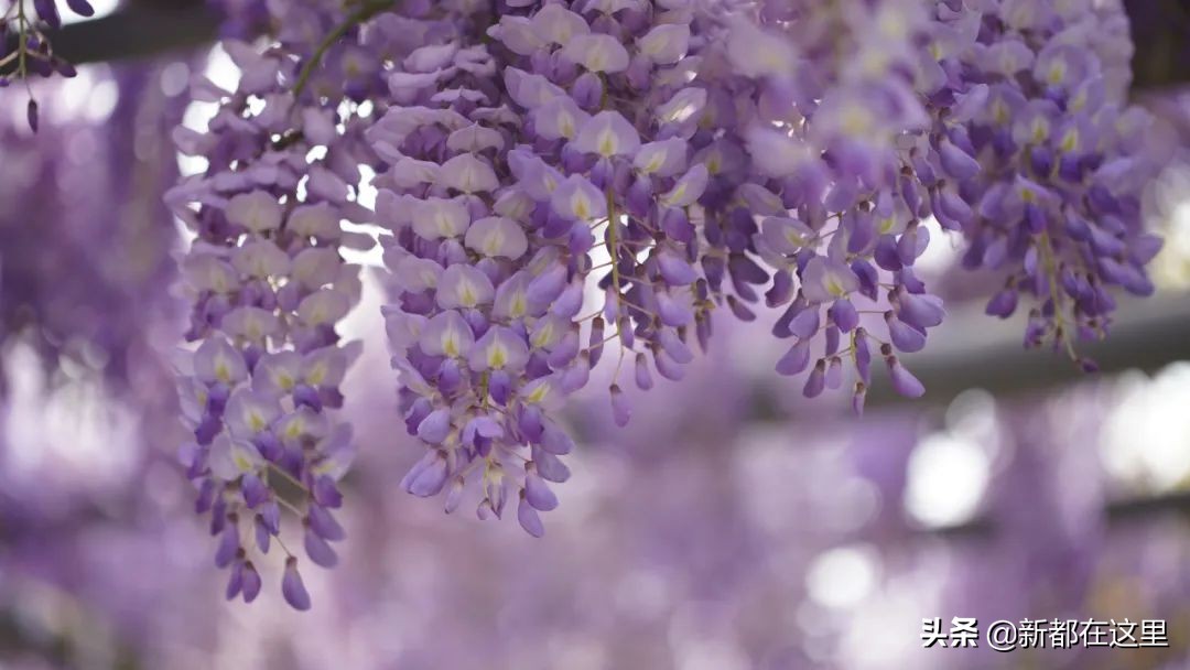 如果城市有颜色重庆,如果城市有颜色作文